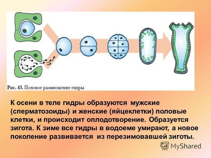 Ссылка кракен